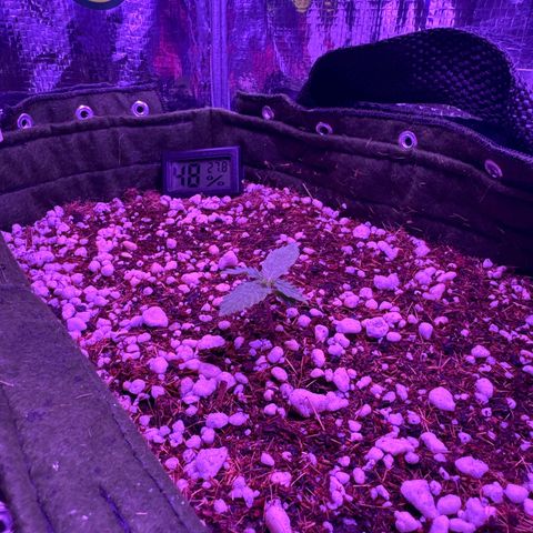 Mimosa growlog timeline photo