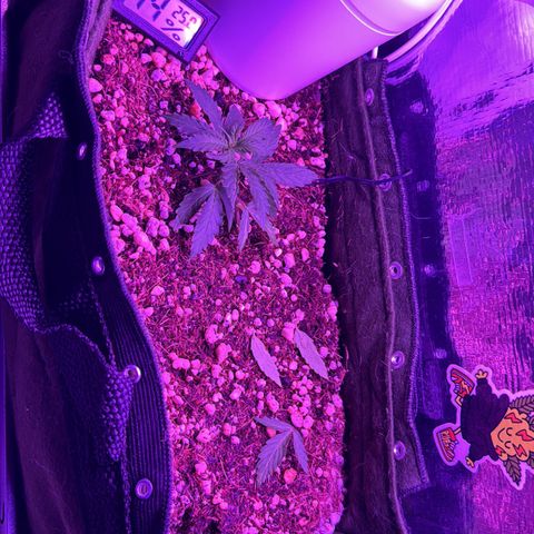 Mimosa growlog timeline photo