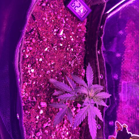 Mimosa growlog timeline photo