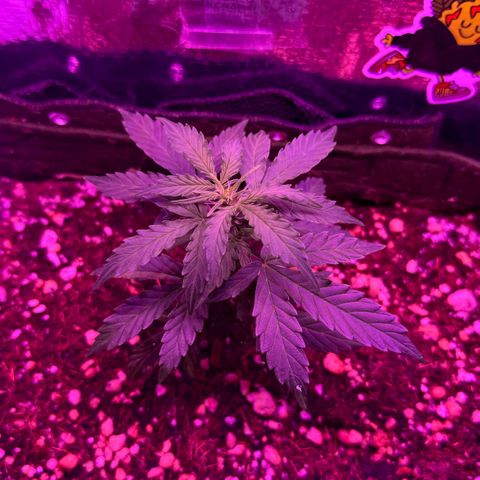 Mimosa growlog timeline photo