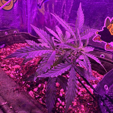 Mimosa growlog timeline photo