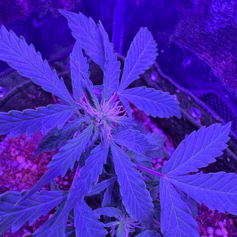 Mimosa growlog timeline photo