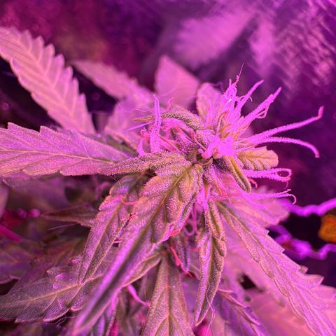 Mimosa growlog timeline photo