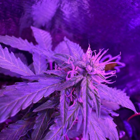 Mimosa growlog timeline photo