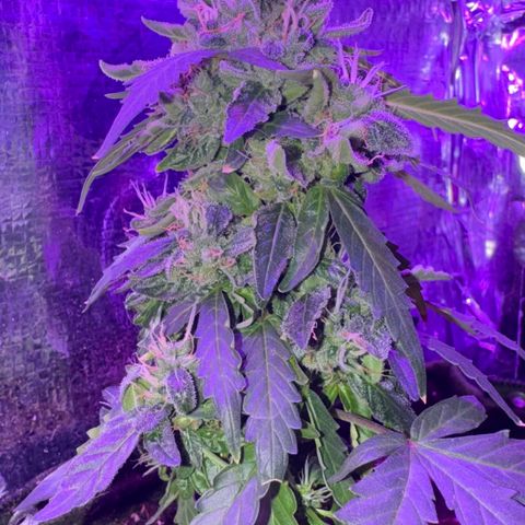 Mimosa growlog timeline photo