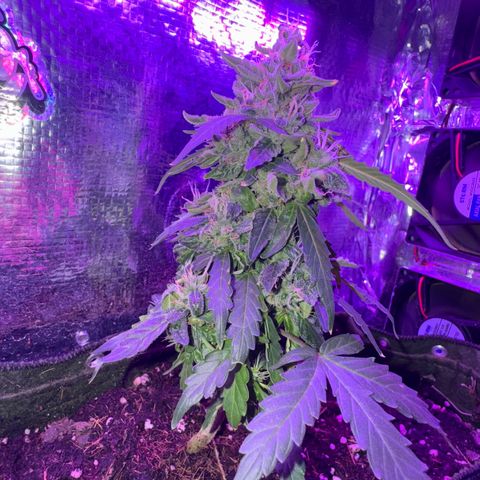 Mimosa growlog timeline photo