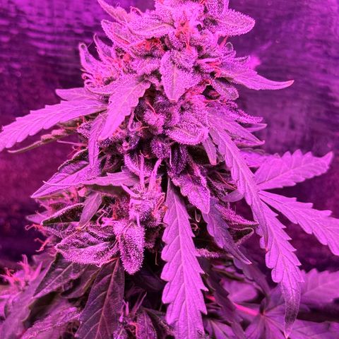 Mimosa growlog timeline photo