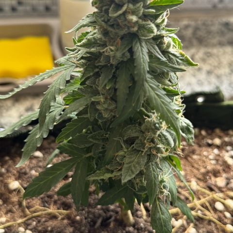 Mimosa growlog photo: Pré corte / Pós corte / 1 dia secando