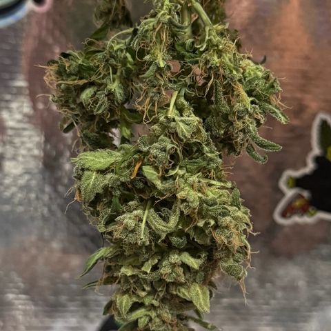 Mimosa growlog photo: Pré corte / Pós corte / 1 dia secando