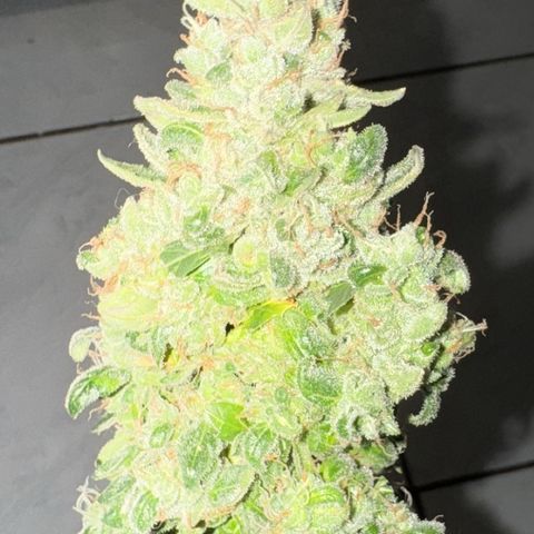 Mimosa growlog photo: Pré corte / Pós corte / 1 dia secando