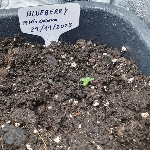 Blueberry Auto #1 Indoor Winter 2023/24 growlog photo: Planta transplantada a Maceta definitiva, 7 días después de ser sembrada y 3 días después de germinar y aparecer la Plántula