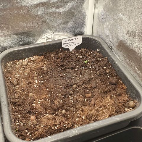 Blueberry Auto #1 Indoor Winter 2023/24 growlog photo: Planta transplantada a Maceta definitiva, 7 días después de ser sembrada y 3 días después de germinar y aparecer la Plántula