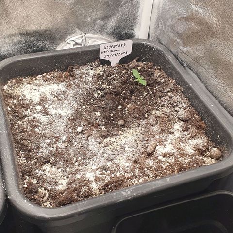 Blueberry Auto #1 Indoor Winter 2023/24 growlog timeline photo
