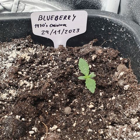 Blueberry Auto #1 Indoor Winter 2023/24 growlog timeline photo