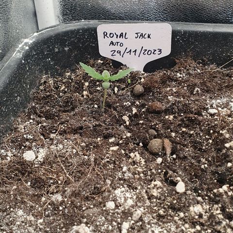 Royal Jack Auto #1Indoor Winter 2023/24 growlog timeline photo