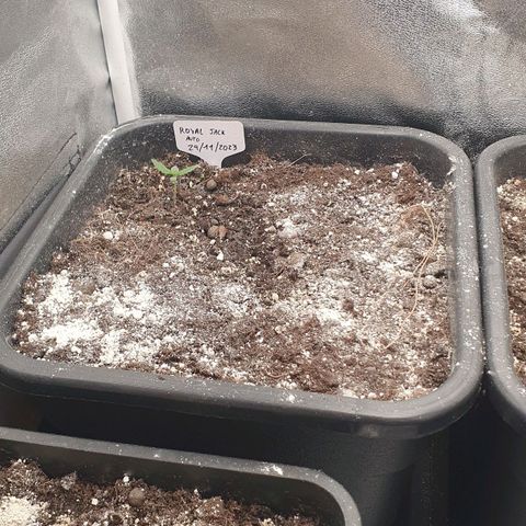 Royal Jack Auto #1Indoor Winter 2023/24 growlog timeline photo