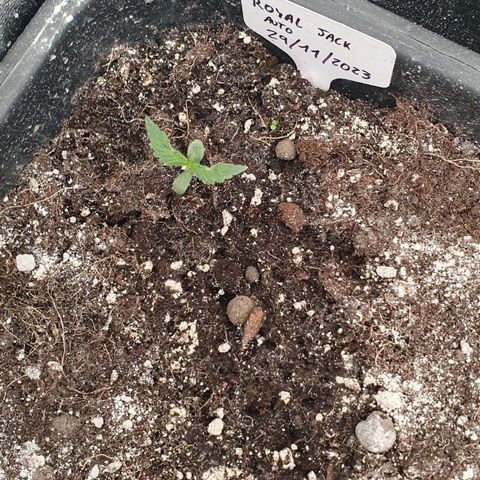 Royal Jack Auto #1Indoor Winter 2023/24 growlog timeline photo