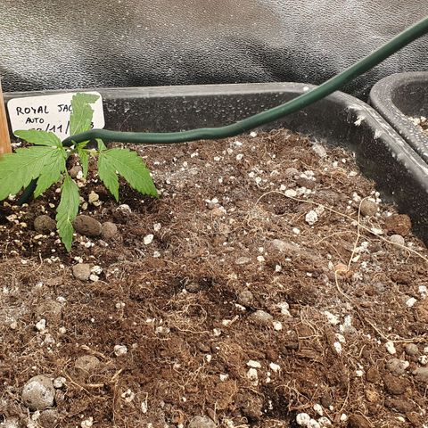 Royal Jack Auto #1Indoor Winter 2023/24 growlog photo: Día 0 LST
