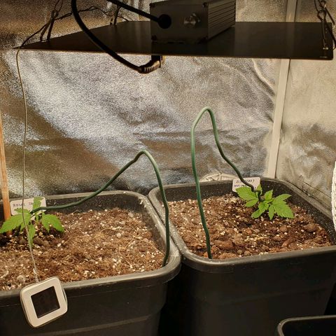 Blueberry Auto #1 Indoor Winter 2023/24 growlog photo: Día 0 LST