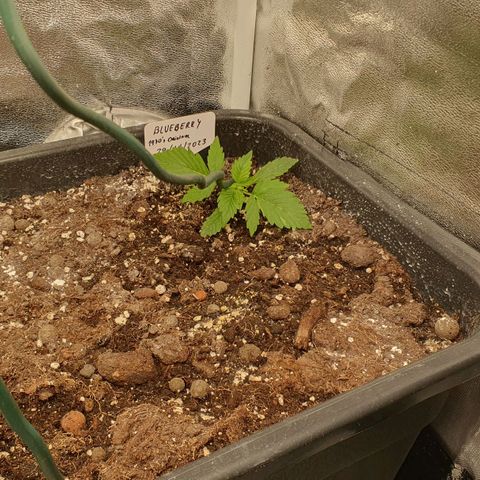 Blueberry Auto #1 Indoor Winter 2023/24 growlog photo: Día 0 LST