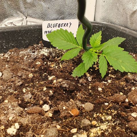 Blueberry Auto #1 Indoor Winter 2023/24 growlog photo: Día 0 LST