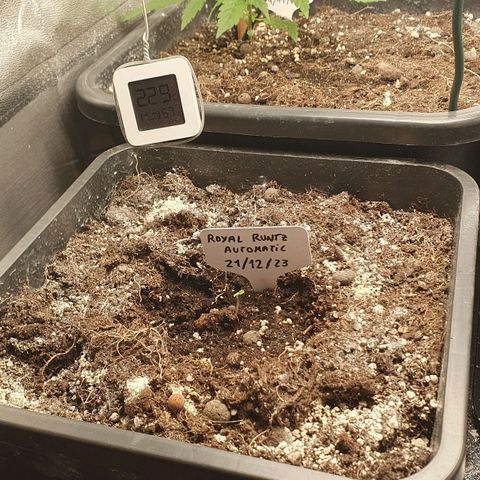 Royal Runtz Auto #1 Indoor Winter 2023/24 growlog photo: Ha salido el brote