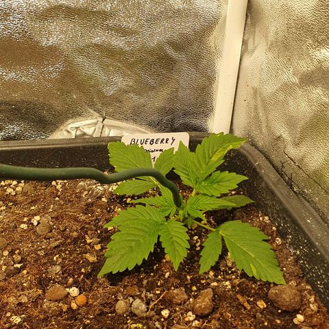 Blueberry Auto #1 Indoor Winter 2023/24 growlog timeline photo