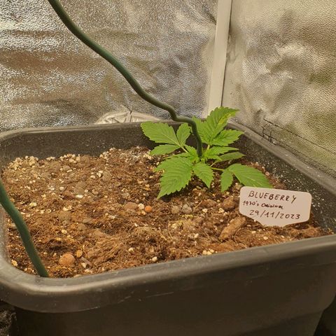 Blueberry Auto #1 Indoor Winter 2023/24 growlog timeline photo