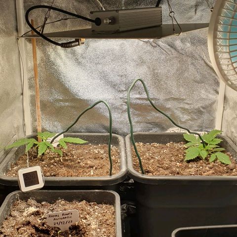 Blueberry Auto #1 Indoor Winter 2023/24 growlog timeline photo