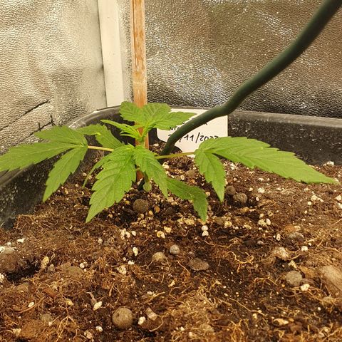 Royal Jack Auto #1Indoor Winter 2023/24 growlog timeline photo