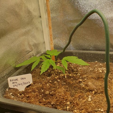 Royal Jack Auto #1Indoor Winter 2023/24 growlog timeline photo