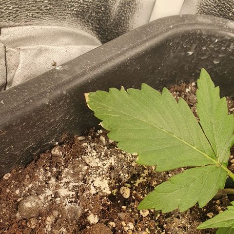 Blueberry Auto #1 Indoor Winter 2023/24 growlog photo: Han aparecido algunas puntas de hojas quemadas, muy probablemente por exceso de Fertilizante. Voy a observarlo un par de días más, pero seguramente vaya a necesitar un lavado de raíces.