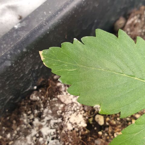 Blueberry Auto #1 Indoor Winter 2023/24 growlog photo: Han aparecido algunas puntas de hojas quemadas, muy probablemente por exceso de Fertilizante. Voy a observarlo un par de días más, pero seguramente vaya a necesitar un lavado de raíces.