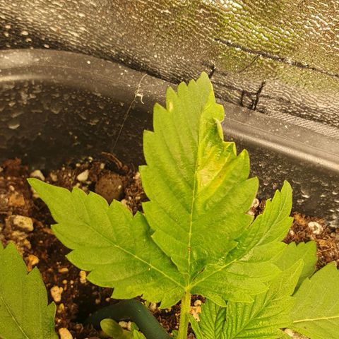 Blueberry Auto #1 Indoor Winter 2023/24 growlog photo: Han aparecido algunas puntas de hojas quemadas, muy probablemente por exceso de Fertilizante. Voy a observarlo un par de días más, pero seguramente vaya a necesitar un lavado de raíces.
