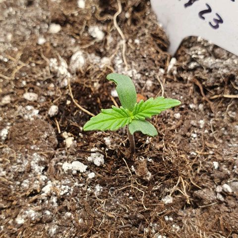 Royal Runtz Auto #1 Indoor Winter 2023/24 growlog photo: Hoy a medio día ha aparecido el brote con los cotiledones parcialmente comidos. Ha pasado en un tramo de 3-4 horas. No he encontrado ningún insecto.