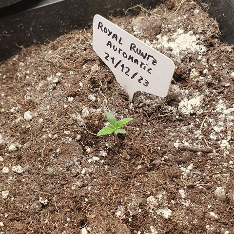 Royal Runtz Auto #1 Indoor Winter 2023/24 growlog photo: Hoy a medio día ha aparecido el brote con los cotiledones parcialmente comidos. Ha pasado en un tramo de 3-4 horas. No he encontrado ningún insecto.