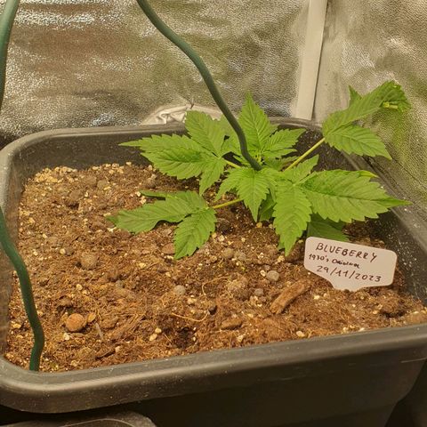 Blueberry Auto #1 Indoor Winter 2023/24 growlog timeline photo