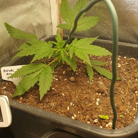 Royal Jack Auto #1Indoor Winter 2023/24 growlog timeline photo