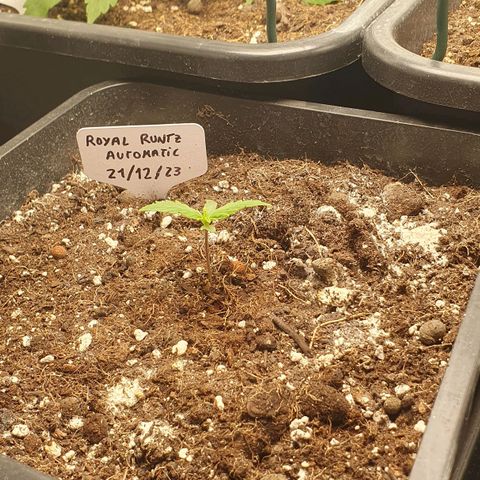 Royal Runtz Auto #1 Indoor Winter 2023/24 growlog timeline photo