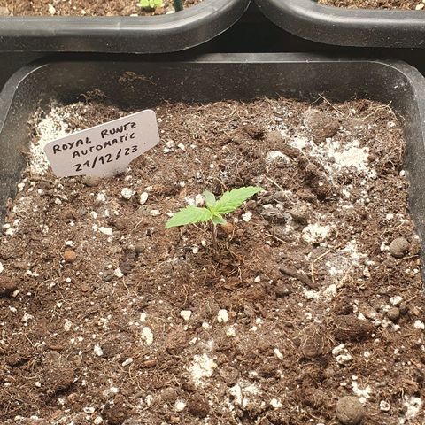 Royal Runtz Auto #1 Indoor Winter 2023/24 growlog timeline photo