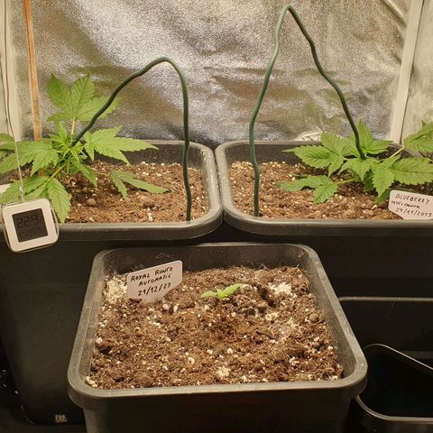 Blueberry Auto #1 Indoor Winter 2023/24 growlog timeline photo