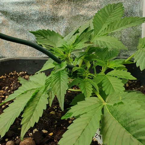 Blueberry Auto #1 Indoor Winter 2023/24 growlog photo: LST (mayor inclinación al tallo principal)