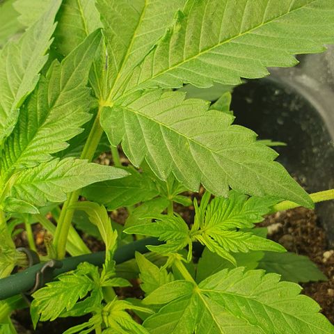 Blueberry Auto #1 Indoor Winter 2023/24 growlog photo: LST (mayor inclinación al tallo principal)