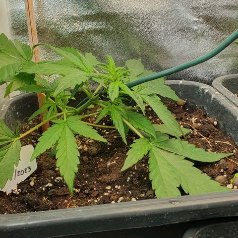 Royal Jack Auto #1Indoor Winter 2023/24 growlog photo: LST (mayor inclinación al tallo principal)