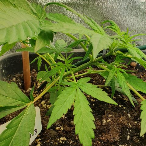 Royal Jack Auto #1Indoor Winter 2023/24 growlog photo: LST (mayor inclinación al tallo principal)