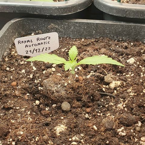 Royal Runtz Auto #1 Indoor Winter 2023/24 growlog timeline photo