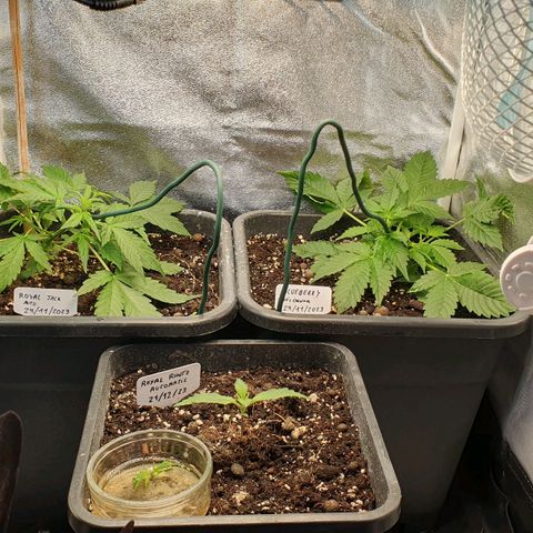 Blueberry Auto #1 Indoor Winter 2023/24 growlog timeline photo