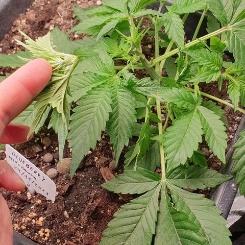 Blueberry Auto #1 Indoor Winter 2023/24 growlog photo: Haciendo LST he roto la punta de la rama principal que tenía muchos brotes nuevos. Imagino que he interrumpido el crecimiento de esa rama y que la producción se verá muy mermada.
Esta semana además he notado una aceleración en el crecimiento.