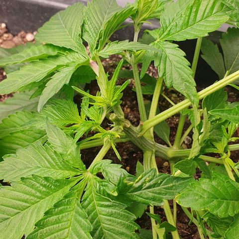 Blueberry Auto #1 Indoor Winter 2023/24 growlog photo: Haciendo LST he roto la punta de la rama principal que tenía muchos brotes nuevos. Imagino que he interrumpido el crecimiento de esa rama y que la producción se verá muy mermada.
Esta semana además he notado una aceleración en el crecimiento.