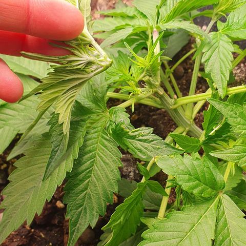 Blueberry Auto #1 Indoor Winter 2023/24 growlog photo: Haciendo LST he roto la punta de la rama principal que tenía muchos brotes nuevos. Imagino que he interrumpido el crecimiento de esa rama y que la producción se verá muy mermada.
Esta semana además he notado una aceleración en el crecimiento.